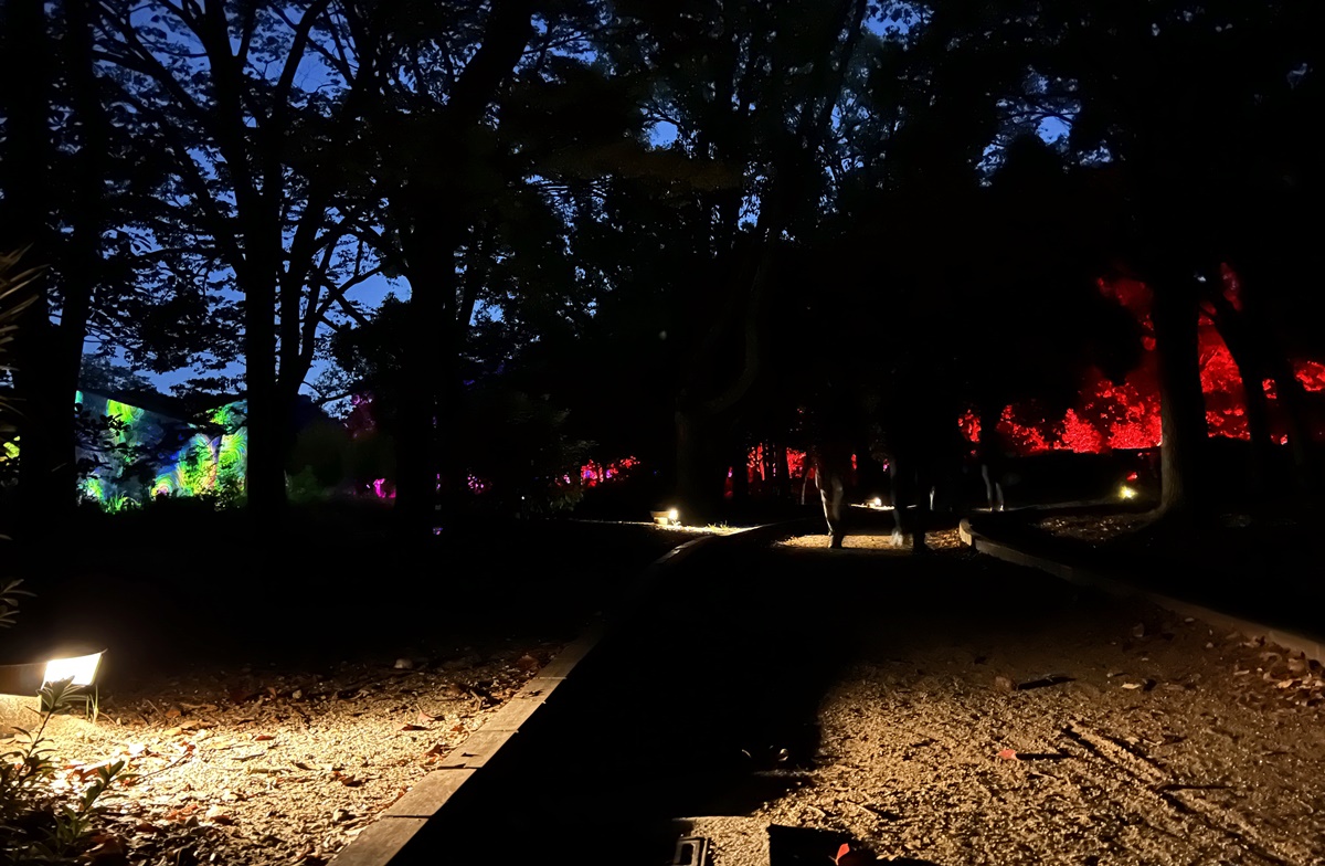 夜晚限定！前進大阪南區的沉浸式藝術展覽：大阪長居植物園夜間常設展 teamLab Botanical Garden Osaka