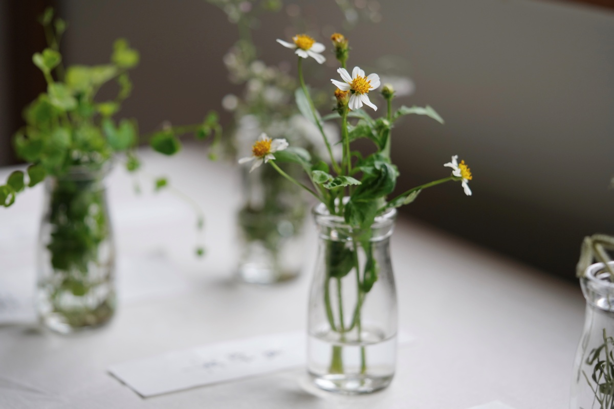 植物迷必去的「城市公園野草學」正式開展！進駐嘉義百年樹木園，邀你探索專屬嘉義的野草之美
