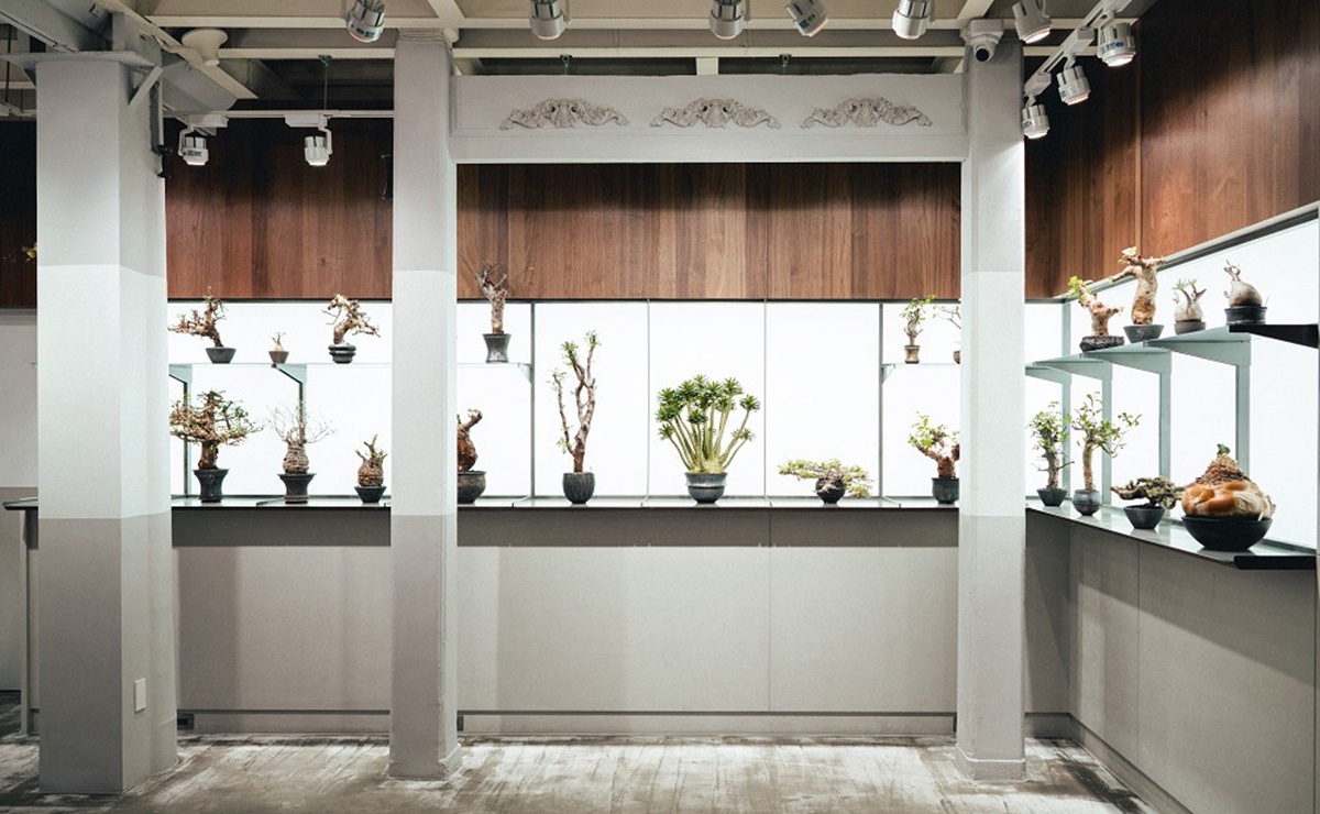 台南正興街老屋化身硬派塊根植物店「0343 CONSERVATORY TAINAN」！植物、盆器風格選物店再加一