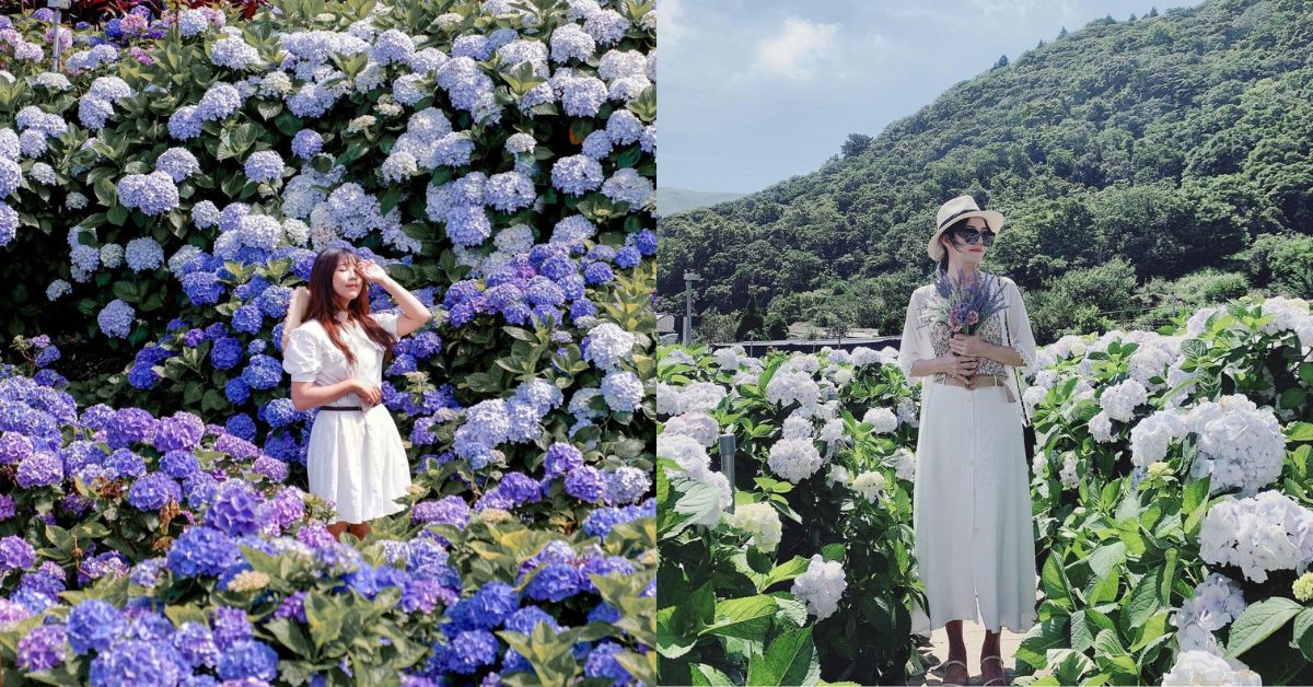 2023繡球花季來了 ！台北陽明山竹子湖賞花景點總整理，帶你走入如仙境般的夢幻花海