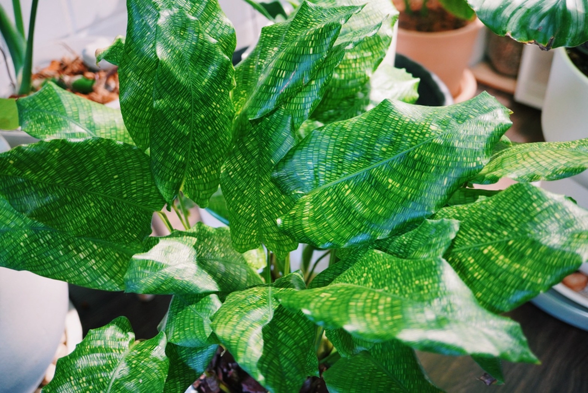 植物新手看這篇：理解陽光、空氣、水三大要素，加上這些種不死的植物，你也能變成綠手指！