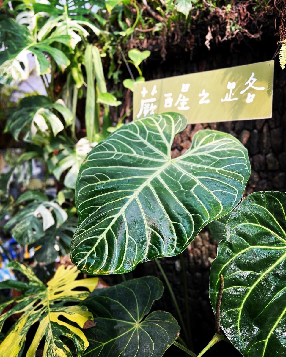 植物展覽市集「台灣第一植物界」開展！松菸工廠4/15-4/17帶來絕美觀葉植物、文青刺青與咖啡等 60 個質感品牌