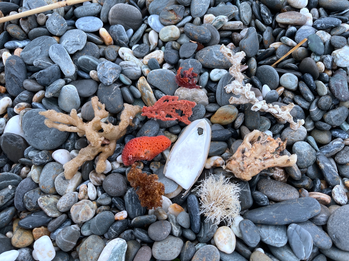 從餐桌走向產地，在花蓮七星潭邊開啟一場從吃魚到摸魚的永續之旅，替未來端上好吃的食物