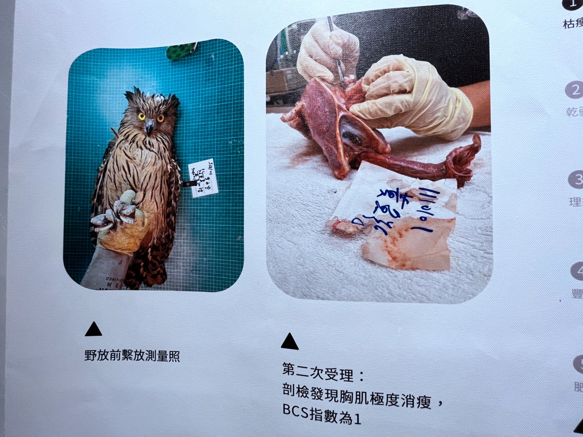 無法高空飛翔的哀愁！台灣猛禽研究會催生猛禽中毒展，透過環境教育曝光老鷹與貓頭鷹的生存危機