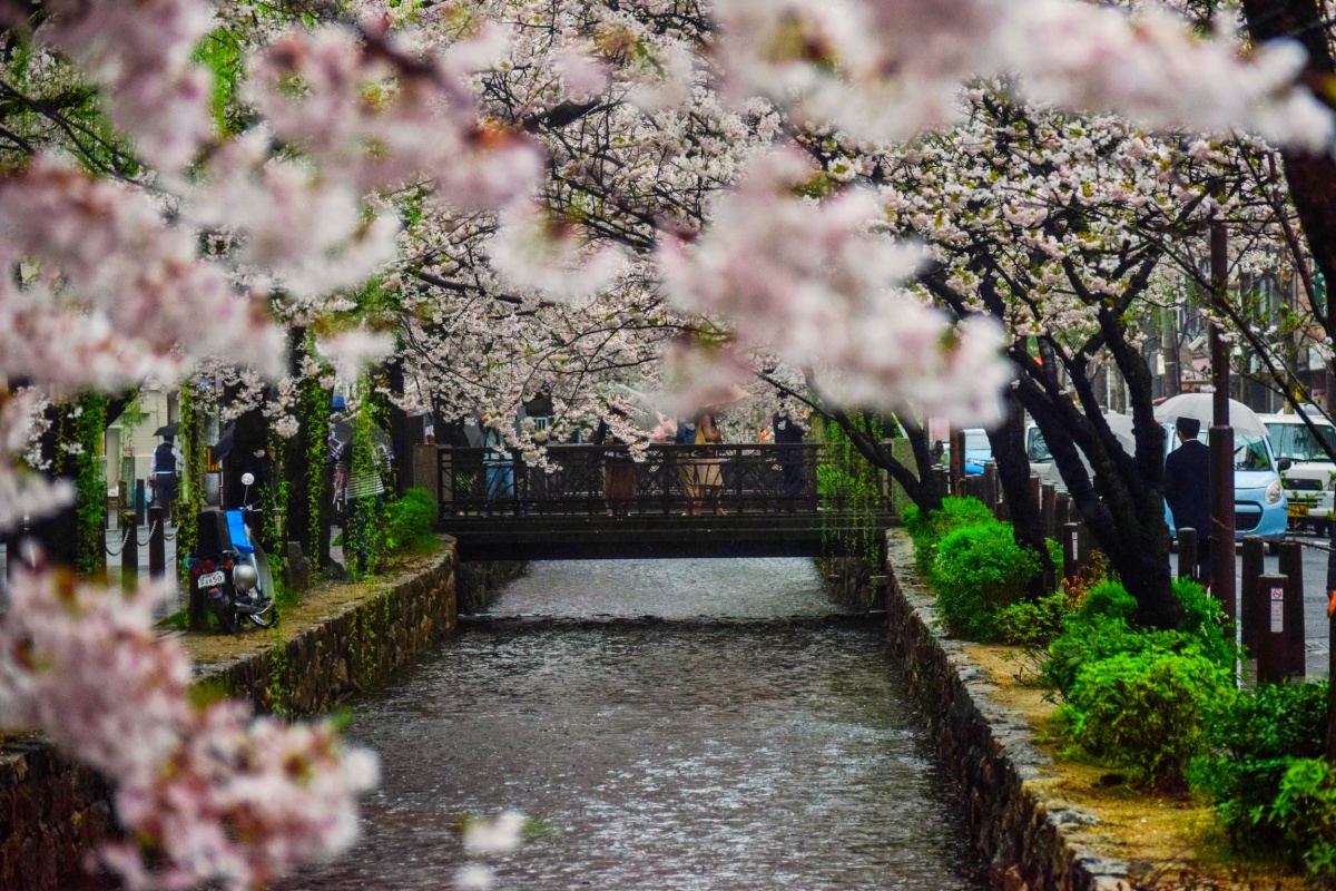 春天的京都充滿魅力！跟著《京都：春季遊》品在地美食、看風景，用在地人的方式來場京都之旅