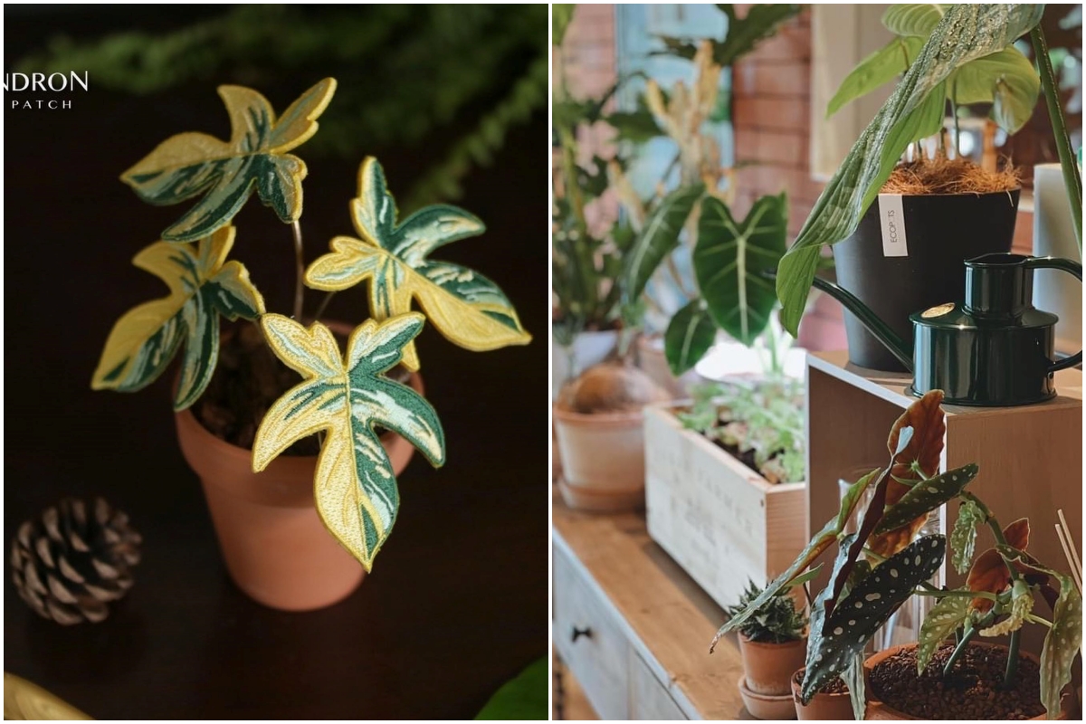 植物展覽市集「台灣第一植物界」開展！松菸工廠4/15-4/17帶來絕美觀葉植物、文青刺青與咖啡等 60 個質感品牌