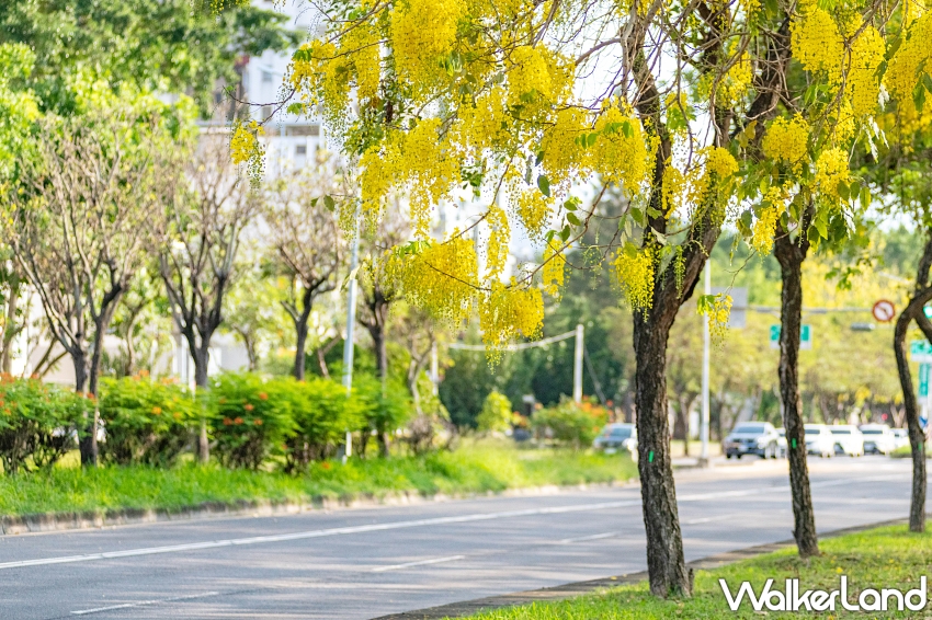 因應嘉義準備進入桃花紅心木、黃金阿勃勒花季，嘉義福容voco酒店推出「花見花開 小孩不挨」住房專案。