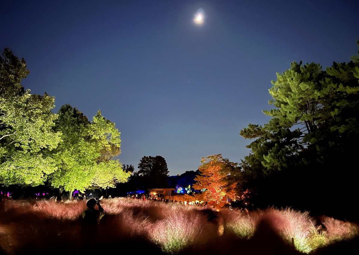 夜晚限定！前進大阪南區的沉浸式藝術展覽：大阪長居植物園夜間常設展 teamLab Botanical Garden Osaka