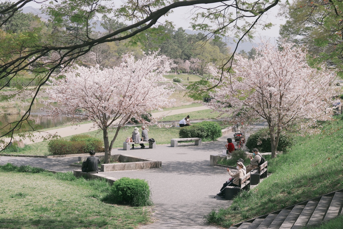 春天的京都充滿魅力！跟著《京都：春季遊》品在地美食、看風景，用在地人的方式來場京都之旅