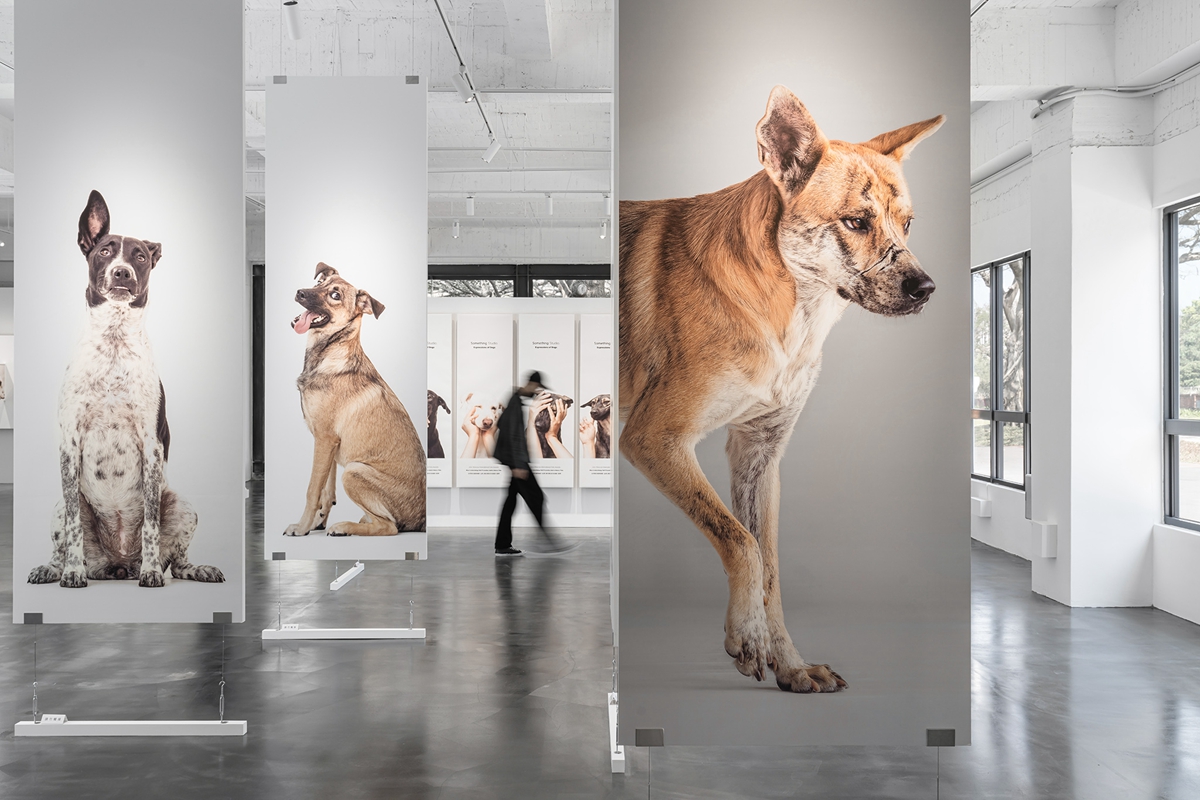翻轉流浪動物的命運！寵物攝影「三牲工作室」2021+桃園地景藝術節開展，透過鏡頭讓米克斯被世界看見