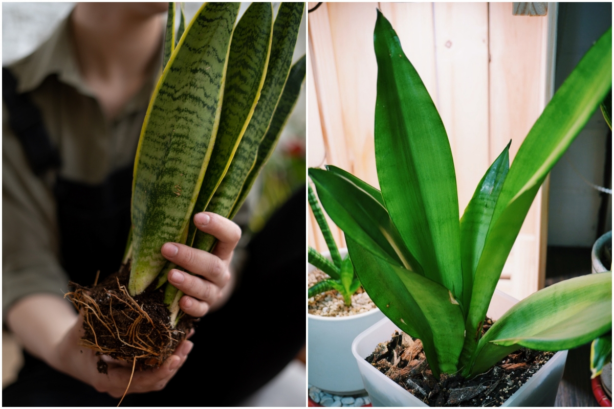 植物新手看這篇：理解陽光、空氣、水三大要素，加上這些種不死的植物，你也能變成綠手指！