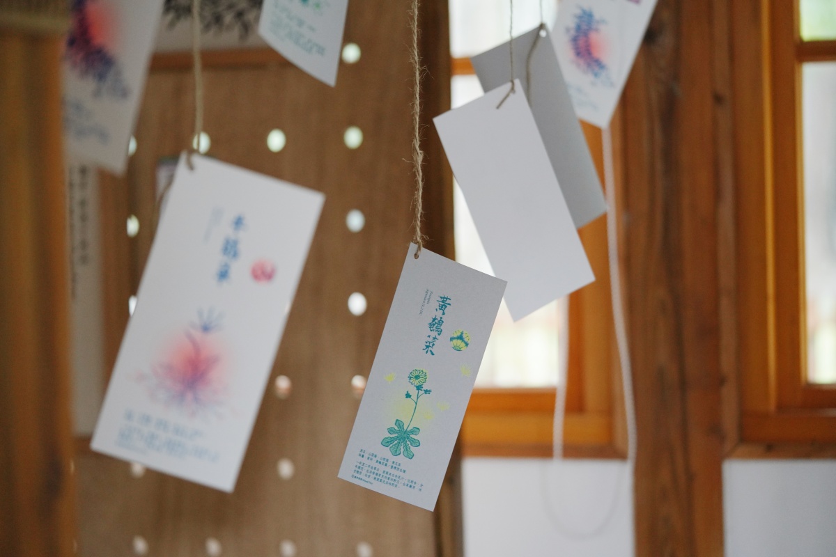 植物迷必去的「城市公園野草學」正式開展！進駐嘉義百年樹木園，邀你探索專屬嘉義的野草之美