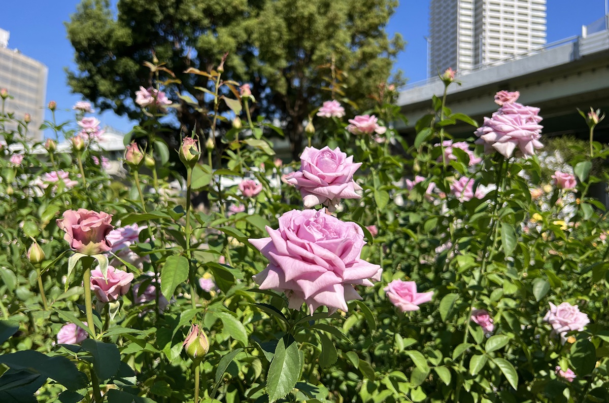 屬於大阪人的浪漫靜美！知性藝術又古典氣派的中之島公園晨間散策路線與河畔咖啡廳推薦