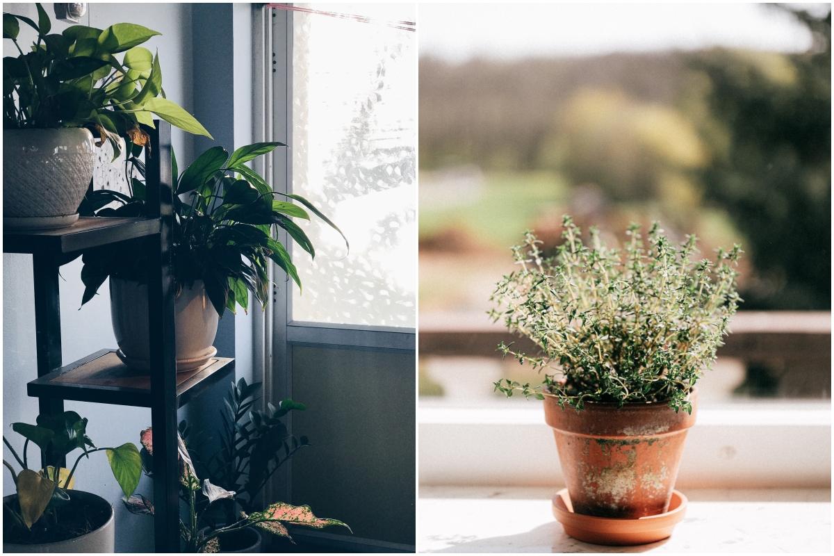 植物新手看這篇：理解陽光、空氣、水三大要素，加上這些種不死的植物，你也能變成綠手指！