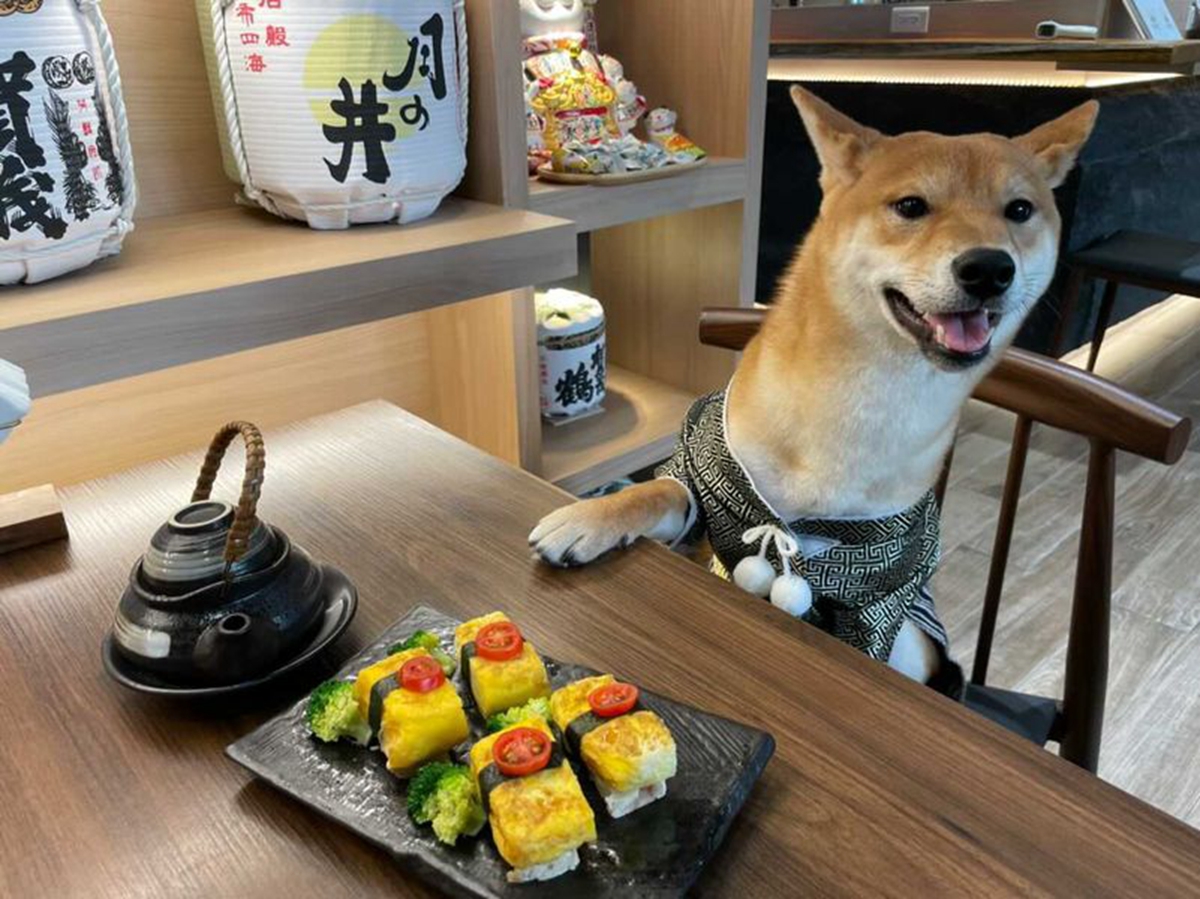 國際寵物日，帶毛孩一起去餐廳吃頓飯！台中6間寵物友善餐廳推薦，從日本料理、燒肉店到甜點店，美味就是要跟毛孩一起共享