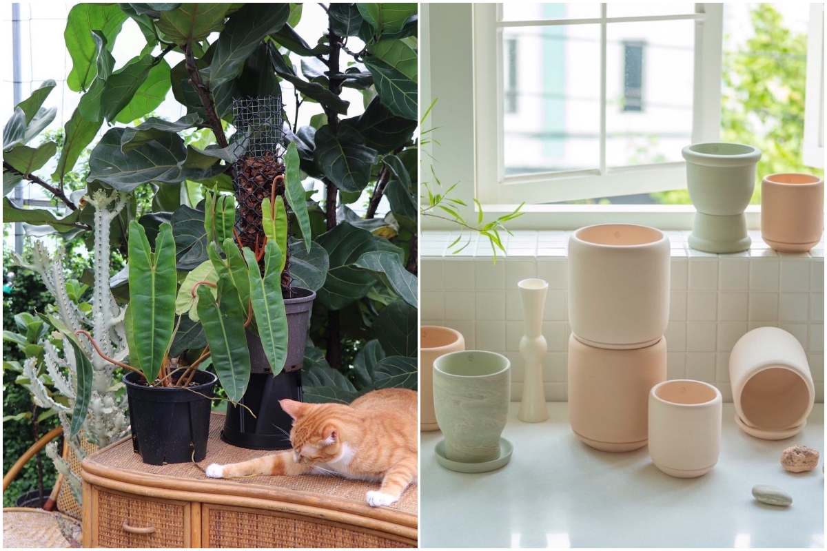 植物展覽市集「台灣第一植物界」開展！松菸工廠4/15-4/17帶來絕美觀葉植物、文青刺青與咖啡等 60 個質感品牌