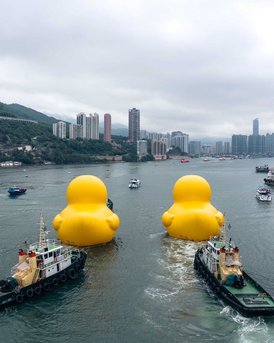 霍夫曼的黃色小鴨現蹤香港青衣海域！還一次兩隻，游出大型海上公共藝術展覽《橡皮鴨二重暢》