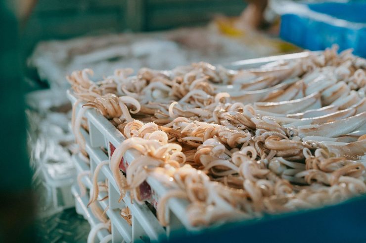 澎湖重魚也重餘！專訪年年有鰆工作室：人海共生第一步·從「食魚」讀懂海洋