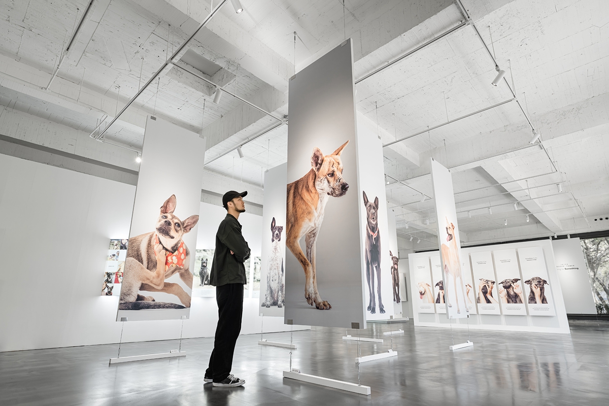 翻轉流浪動物的命運！寵物攝影「三牲工作室」2021+桃園地景藝術節開展，透過鏡頭讓米克斯被世界看見