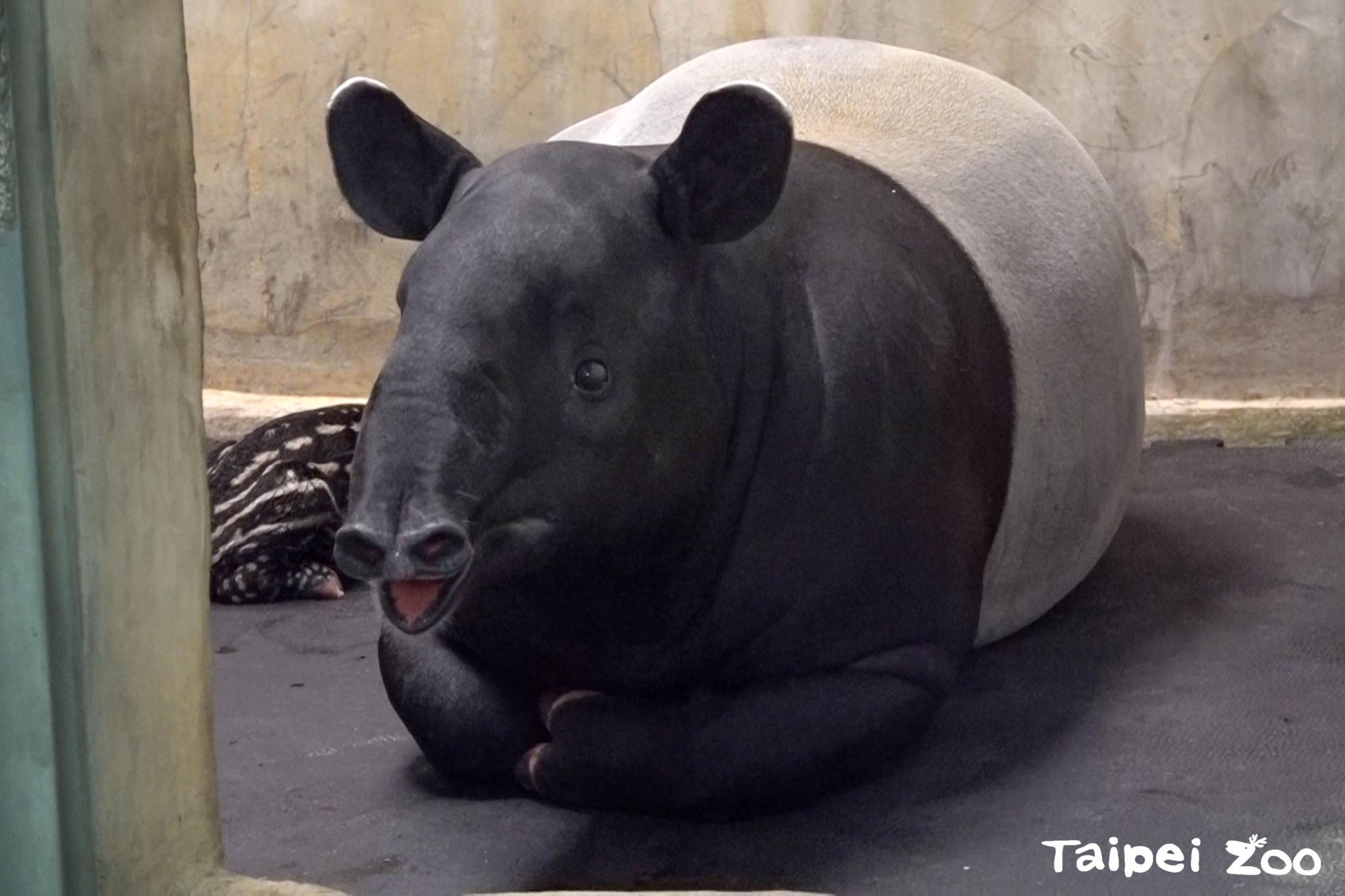 臺北市立動物園馬來貘徵名中！柯佳嬿、施柏宇大推「貘俊傑」；摩斯漢堡私心取「貘斯」