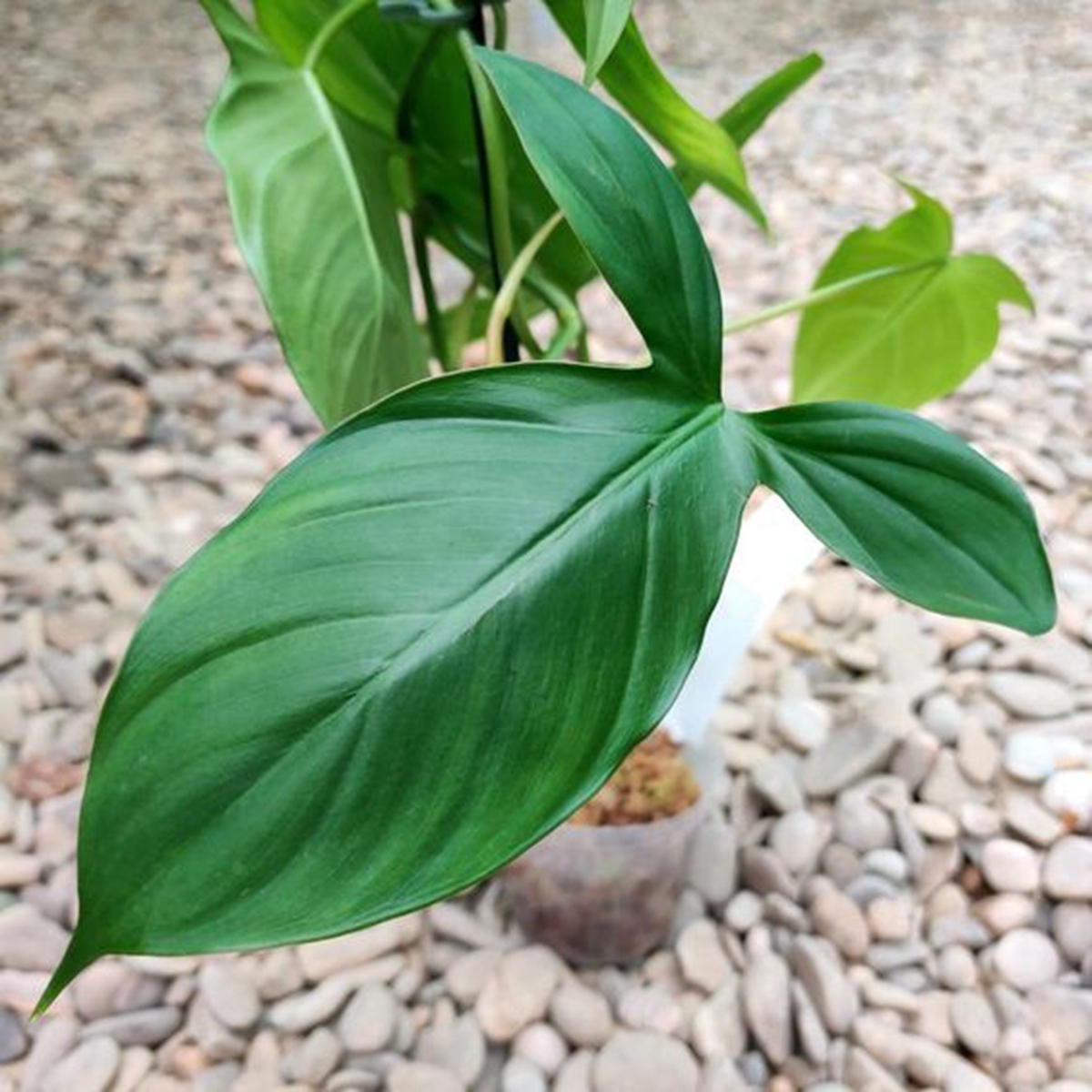 植物新手看這篇：理解陽光、空氣、水三大要素，加上這些種不死的植物，你也能變成綠手指！