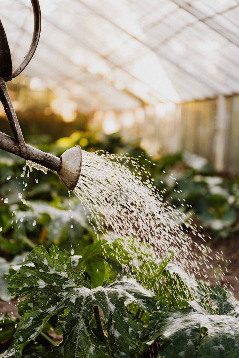 植物新手看這篇：理解陽光、空氣、水三大要素，加上這些種不死的植物，你也能變成綠手指！