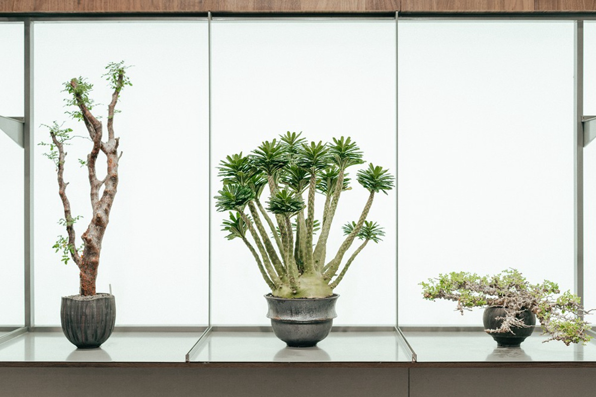 台南正興街老屋化身硬派塊根植物店「0343 CONSERVATORY TAINAN」！植物、盆器風格選物店再加一