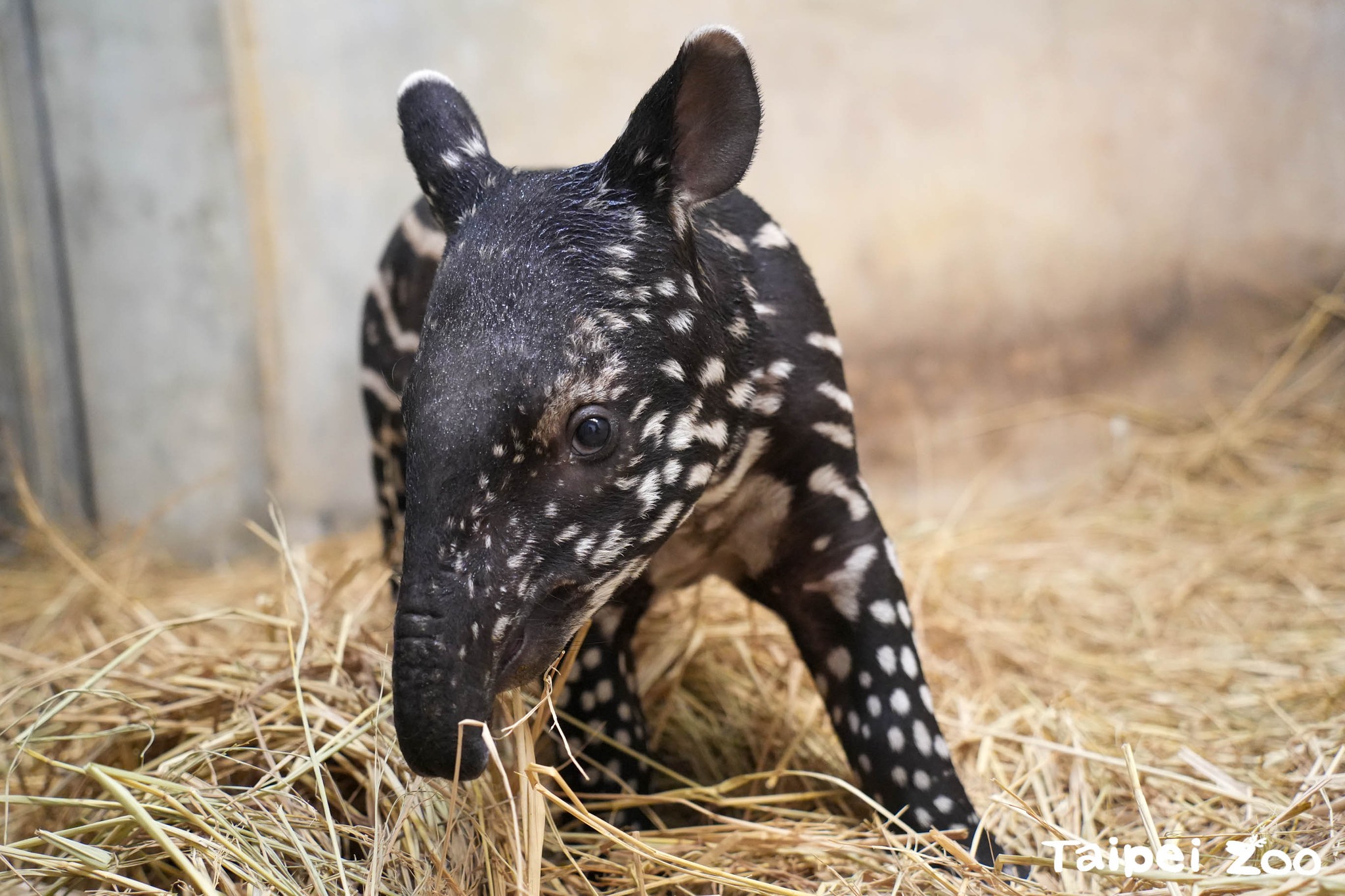 臺北市立動物園馬來貘徵名中！柯佳嬿、施柏宇大推「貘俊傑」；摩斯漢堡私心取「貘斯」