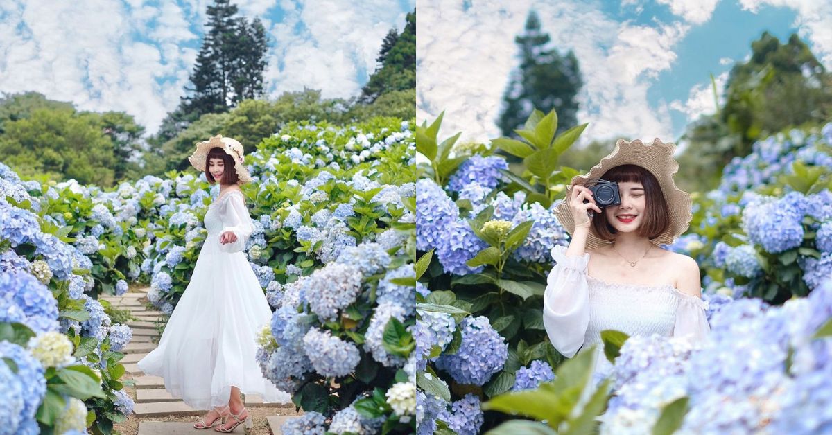 2023繡球花季來了 ！台北陽明山竹子湖賞花景點總整理，帶你走入如仙境般的夢幻花海