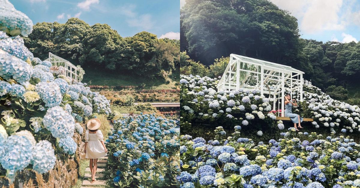 2023繡球花季來了 ！台北陽明山竹子湖賞花景點總整理，帶你走入如仙境般的夢幻花海