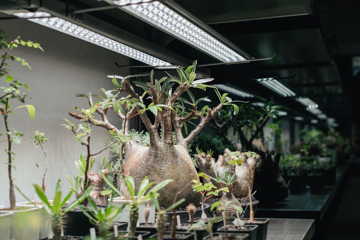台南正興街老屋化身硬派塊根植物店「0343 CONSERVATORY TAINAN」！植物、盆器風格選物店再加一