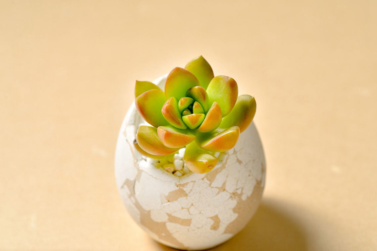 植物新手看這篇：理解陽光、空氣、水三大要素，加上這些種不死的植物，你也能變成綠手指！