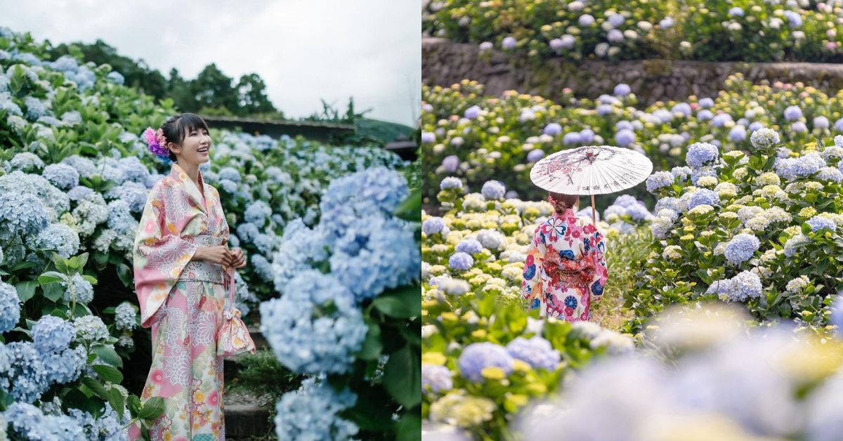 2023繡球花季來了 ！台北陽明山竹子湖賞花景點總整理，帶你走入如仙境般的夢幻花海