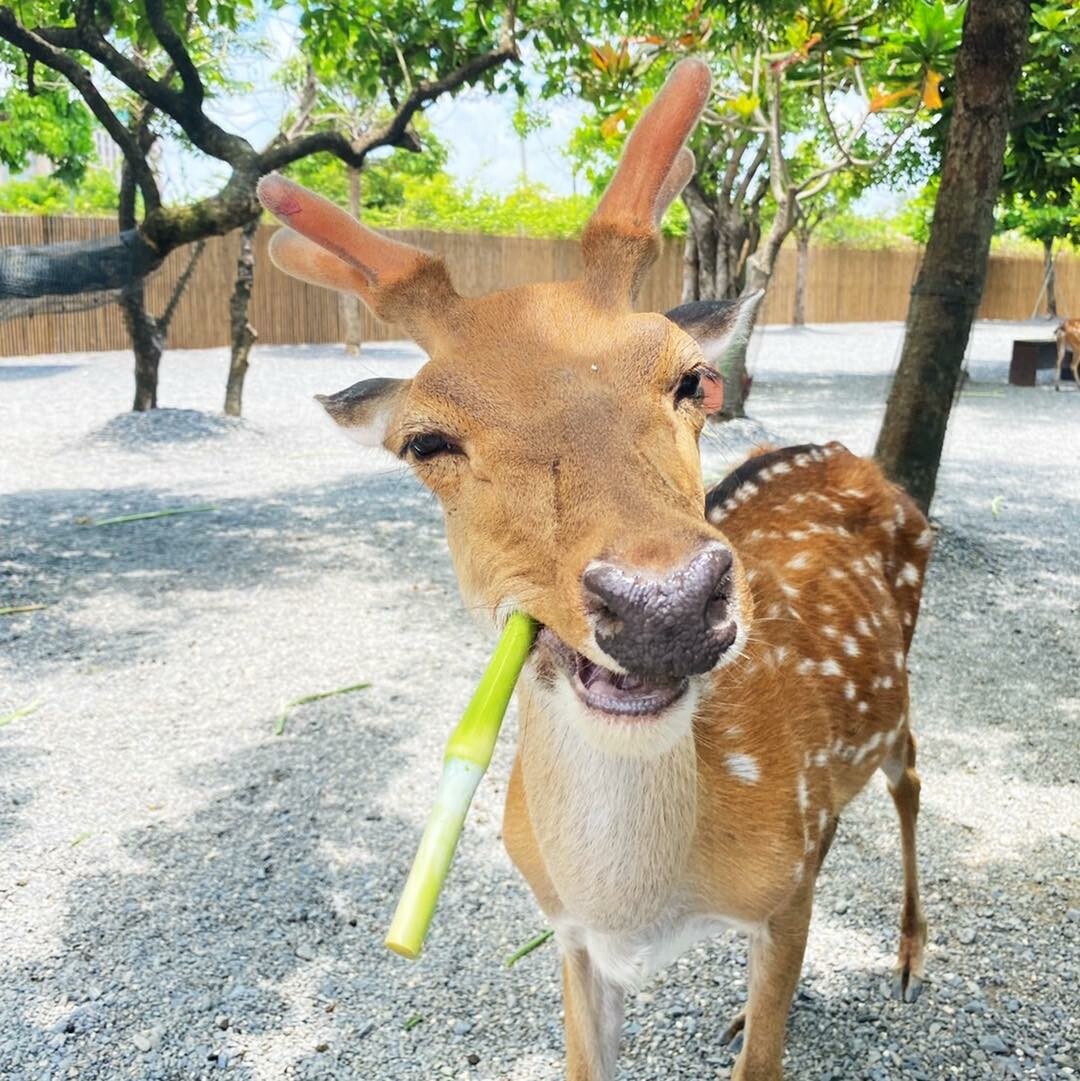 鹿境梅花鹿生態園區