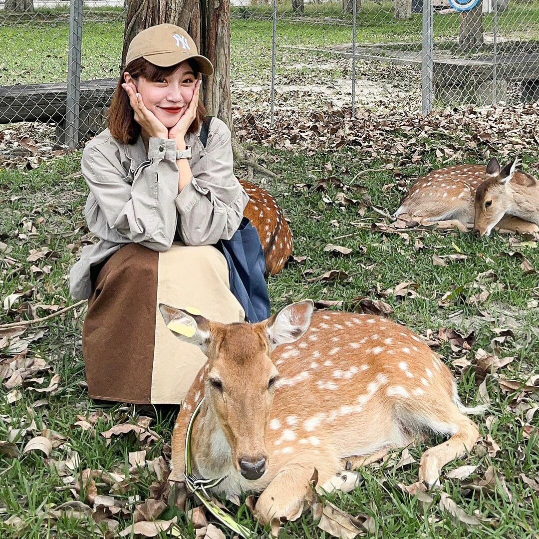 台東鹿野景點推薦：鹿野梅花鹿公園