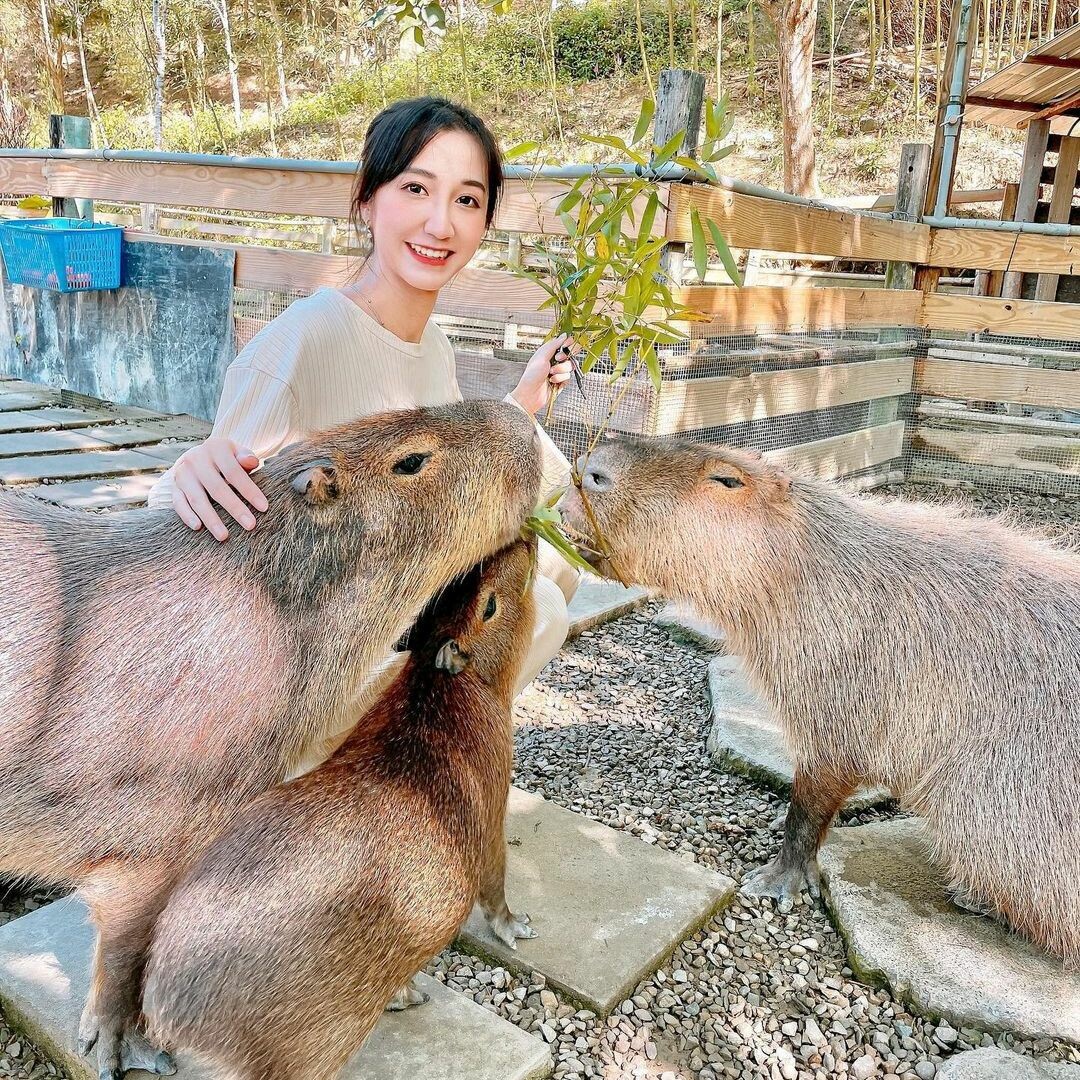 哈比丘茶樹森林：跟水豚君、笑笑羊近距離互動