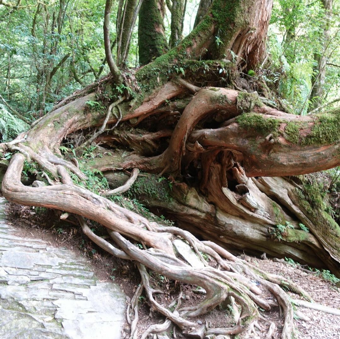 拉拉山國家森林遊樂區:抬頭仰望千年巨木 拉拉山國家森林遊樂區:抬頭仰望千年巨木