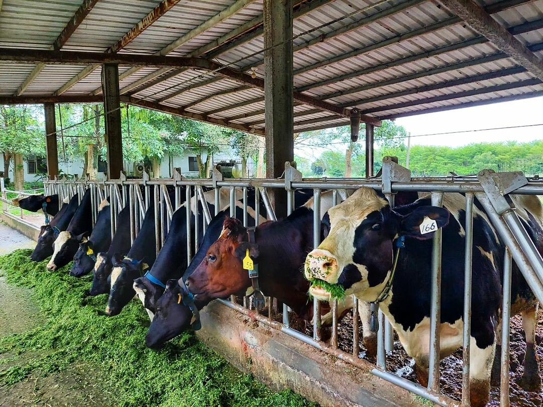 瑞穗牧場:品嚐鮮奶饅頭、冰淇淋 瑞穗牧場:品嚐鮮奶饅頭、冰淇淋