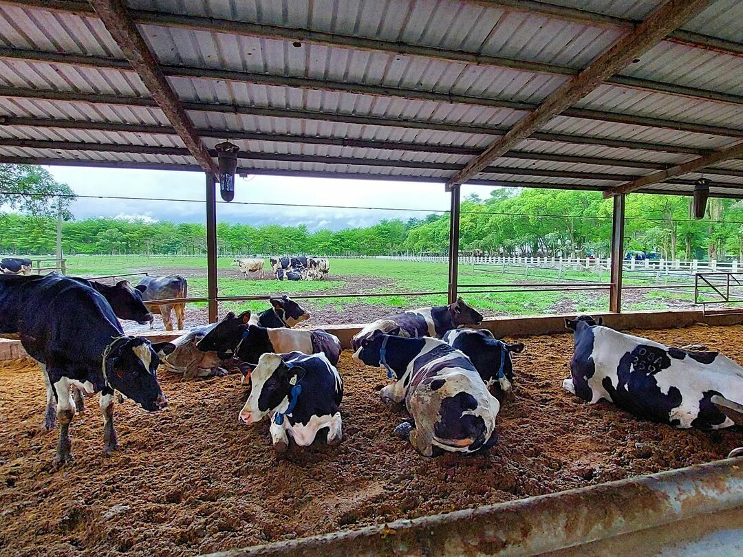 瑞穗牧場:品嚐鮮奶饅頭、冰淇淋 瑞穗牧場:品嚐鮮奶饅頭、冰淇淋