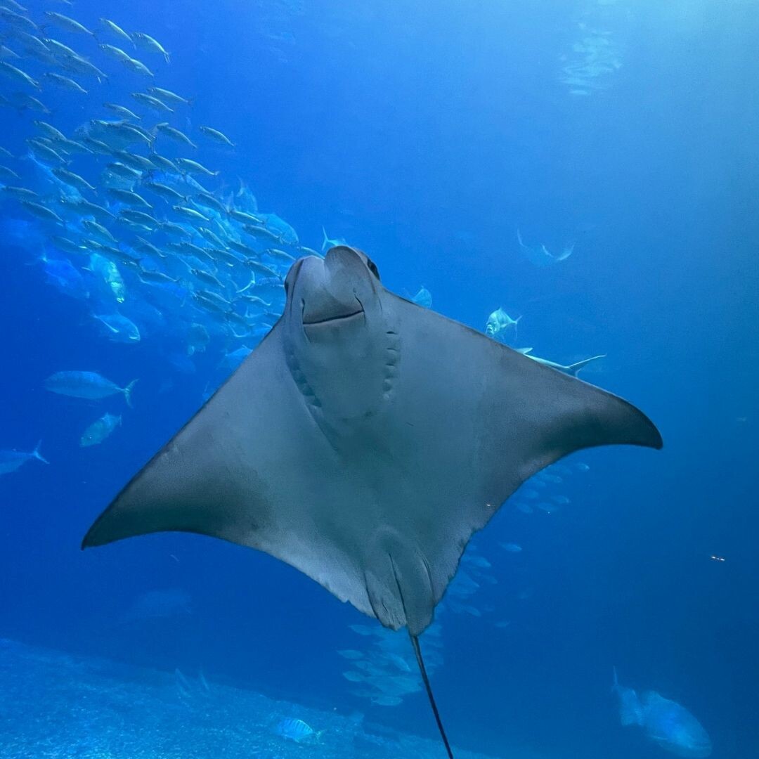 屏東國立海洋生物博物館