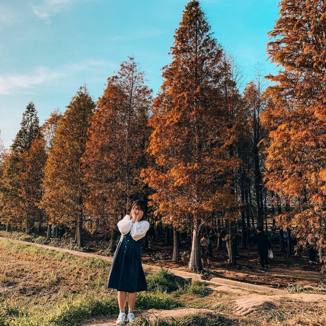 大溪區南興落羽松（原八德落羽松）