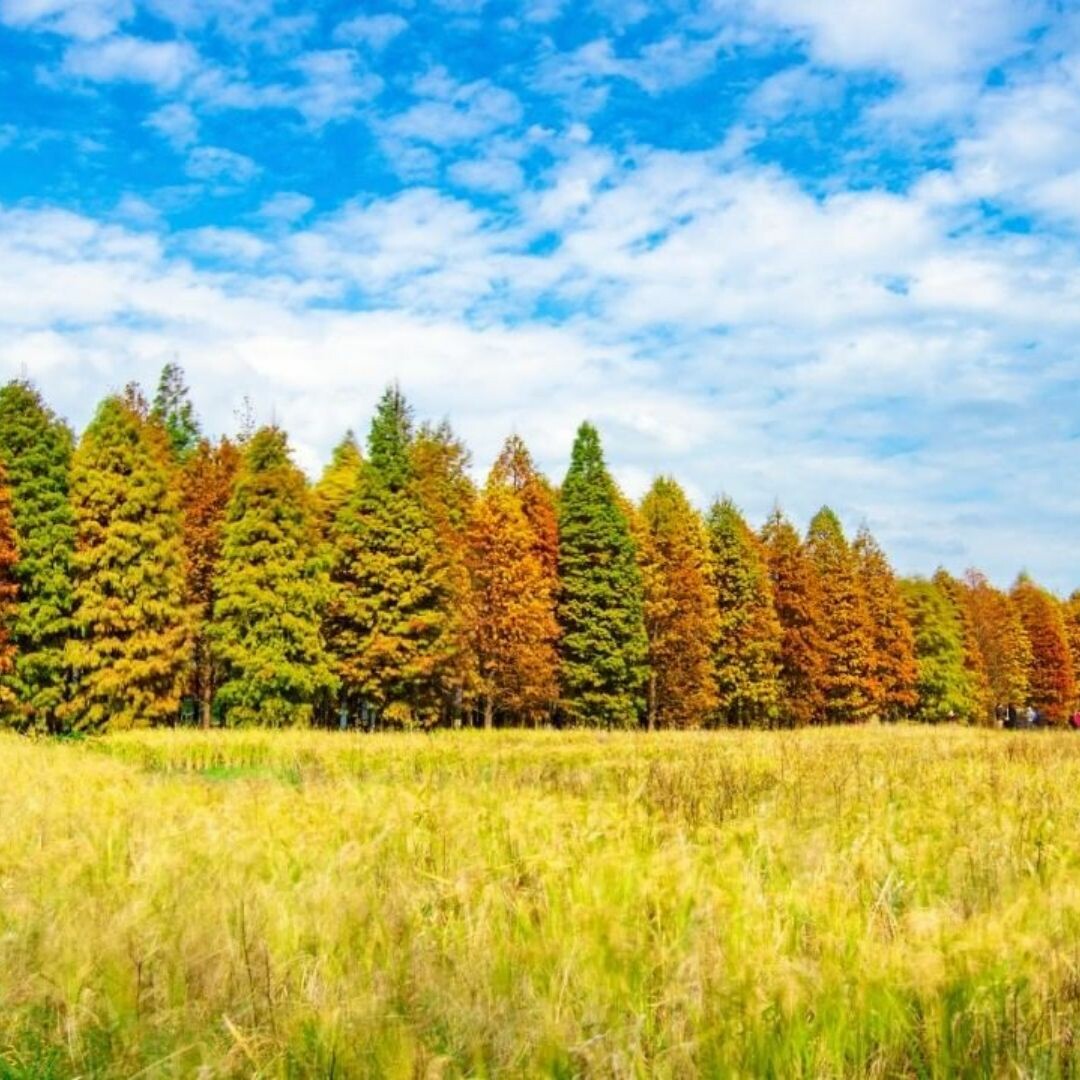 大溪區南興落羽松（原八德落羽松）