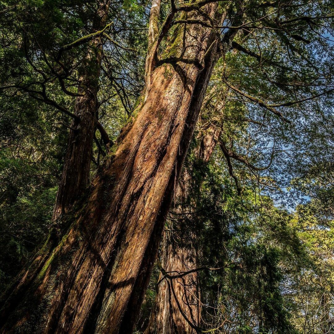 拉拉山國家森林遊樂區:抬頭仰望千年巨木 拉拉山國家森林遊樂區:抬頭仰望千年巨木