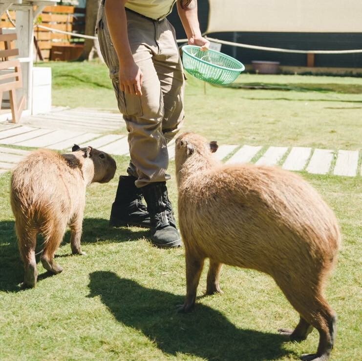 鹿境梅花鹿生態園區