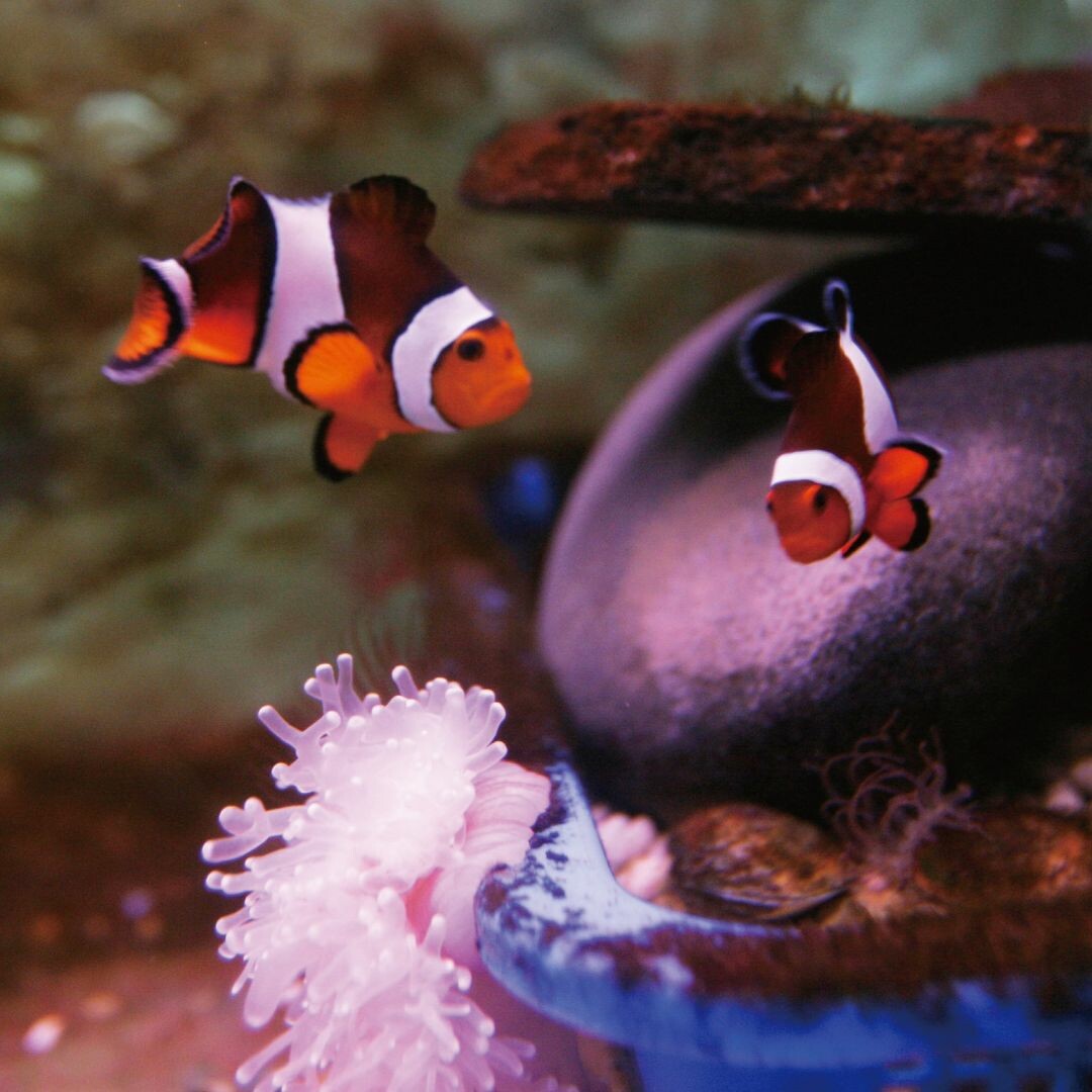 屏東國立海洋生物博物館