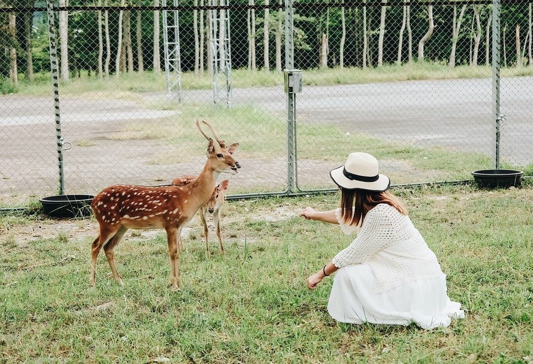 台東鹿野景點推薦：鹿野梅花鹿公園