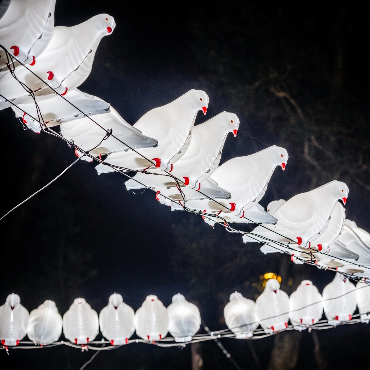 台灣燈會國父紀念館打卡推薦：浪的終點是白花