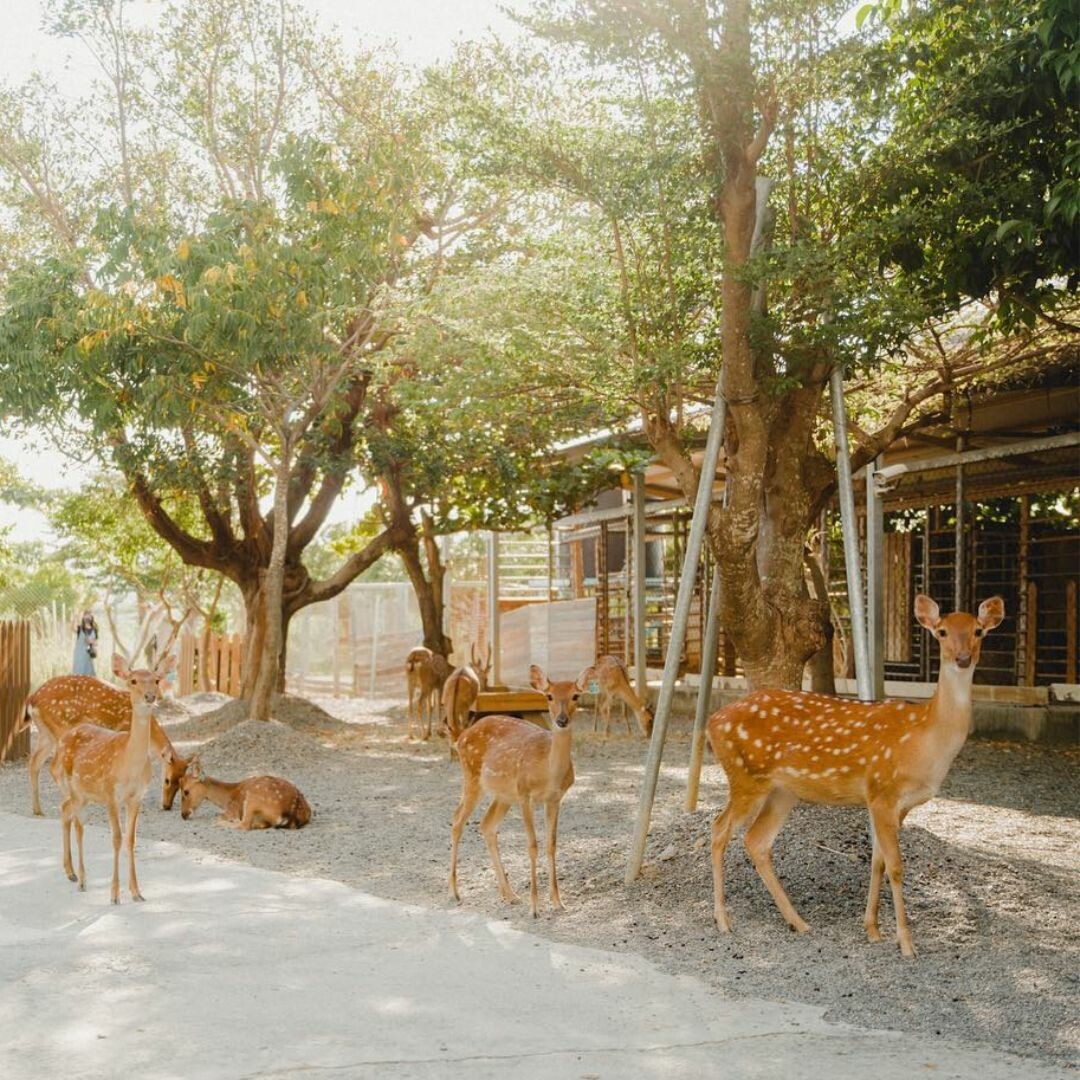 鹿境梅花鹿生態園區