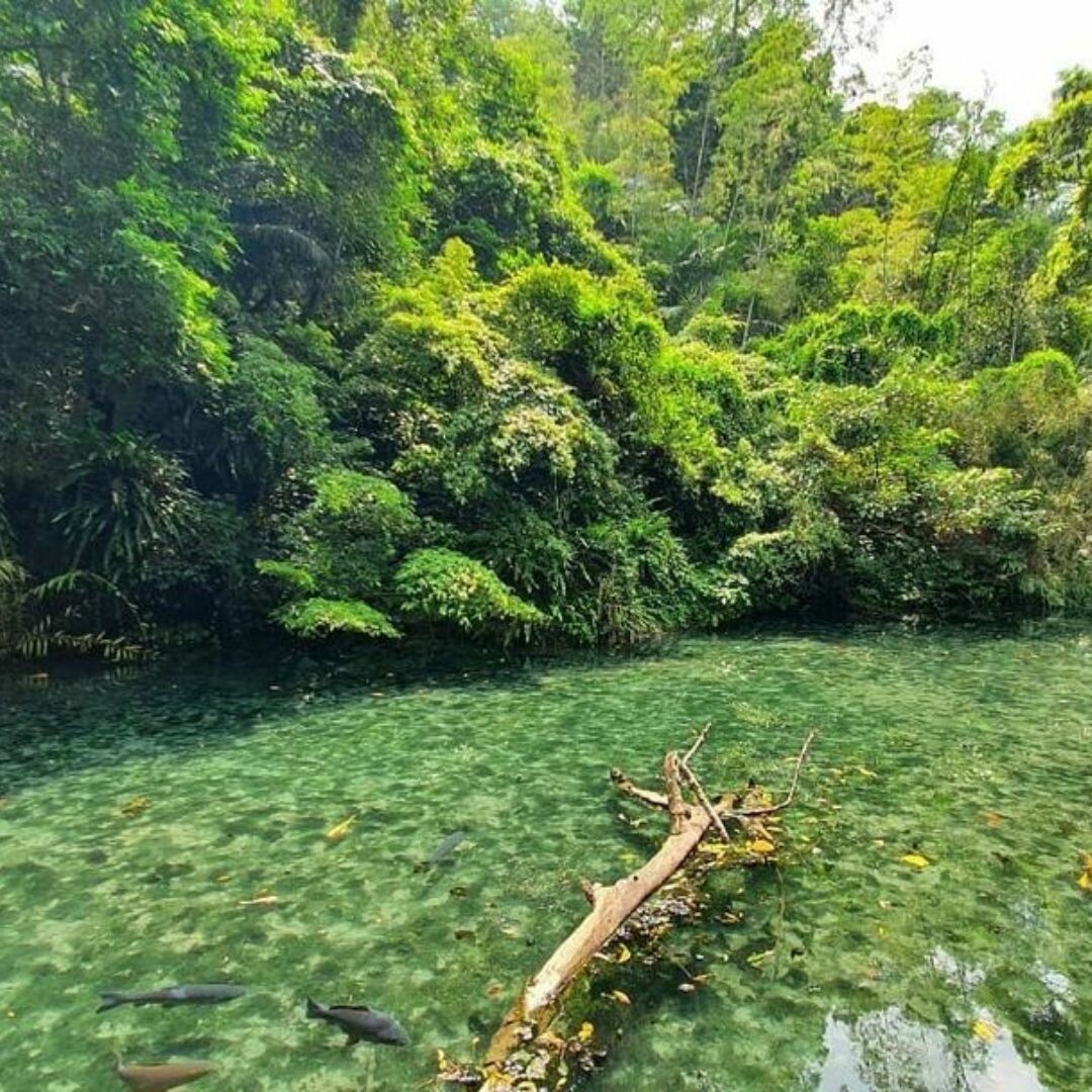四十二份湧泉自然生態步道：仙境般的森林秘境