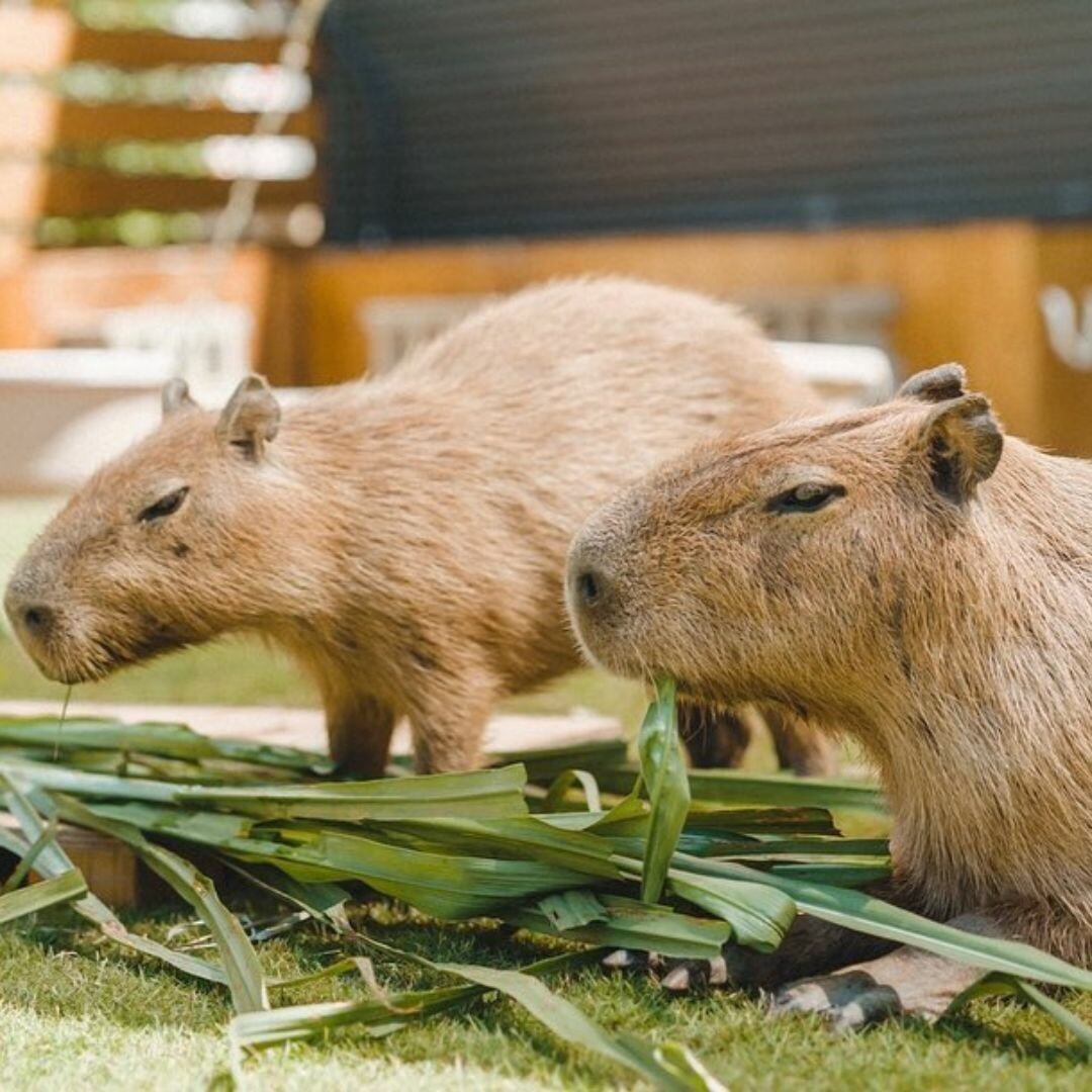 鹿境梅花鹿生態園區